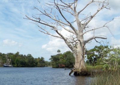 Shoreline Mapping of the Withlacoochee River